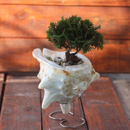 chậu cây từ vỏ ốc thủ công mỹ nghệ