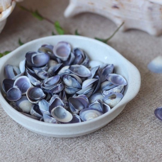 thủ công mỹ nghệ vỏ chem chép tím